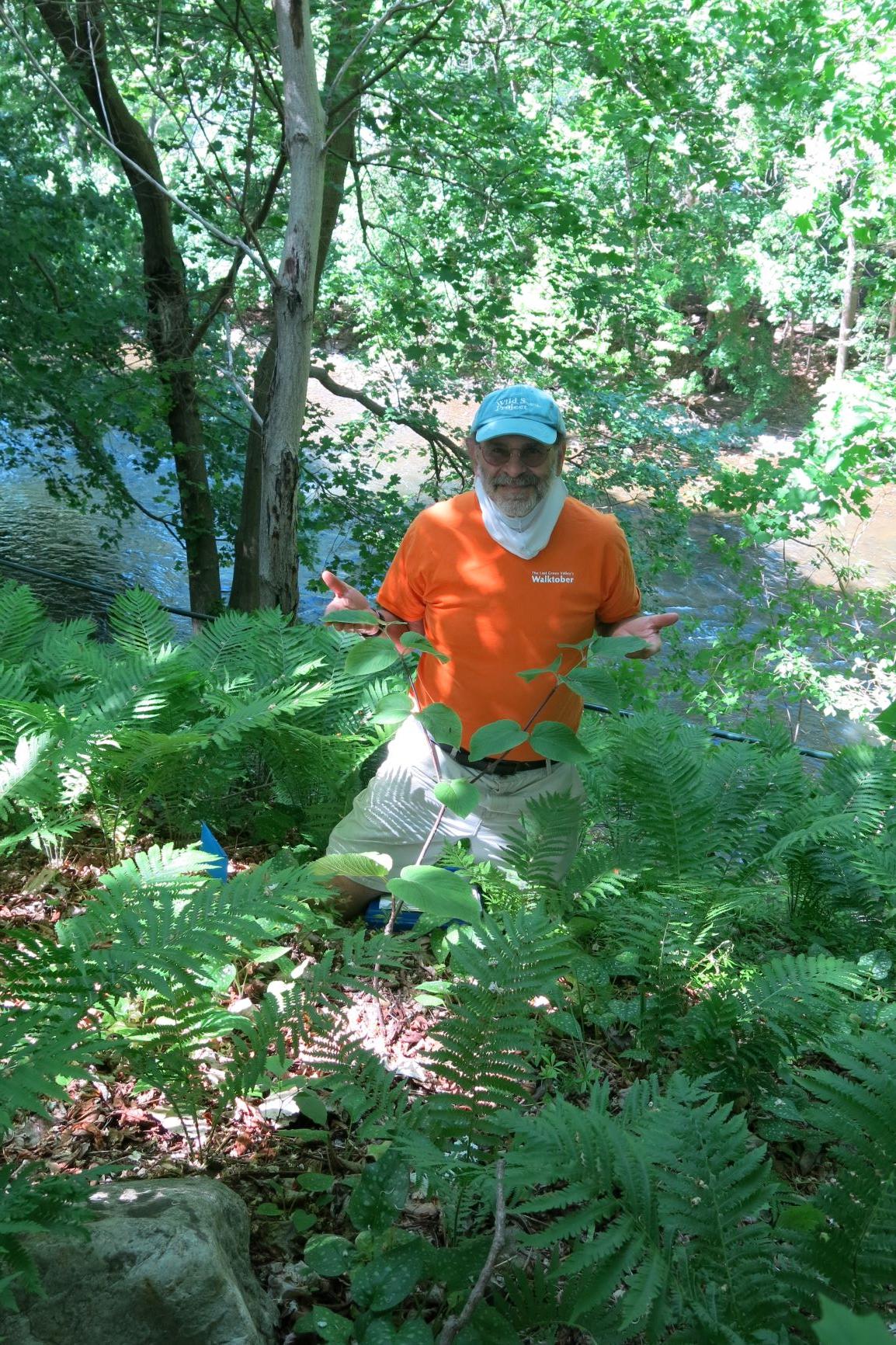 Russ Cohen leads virtual edible wild plant tours along River Walk in Great Barrington