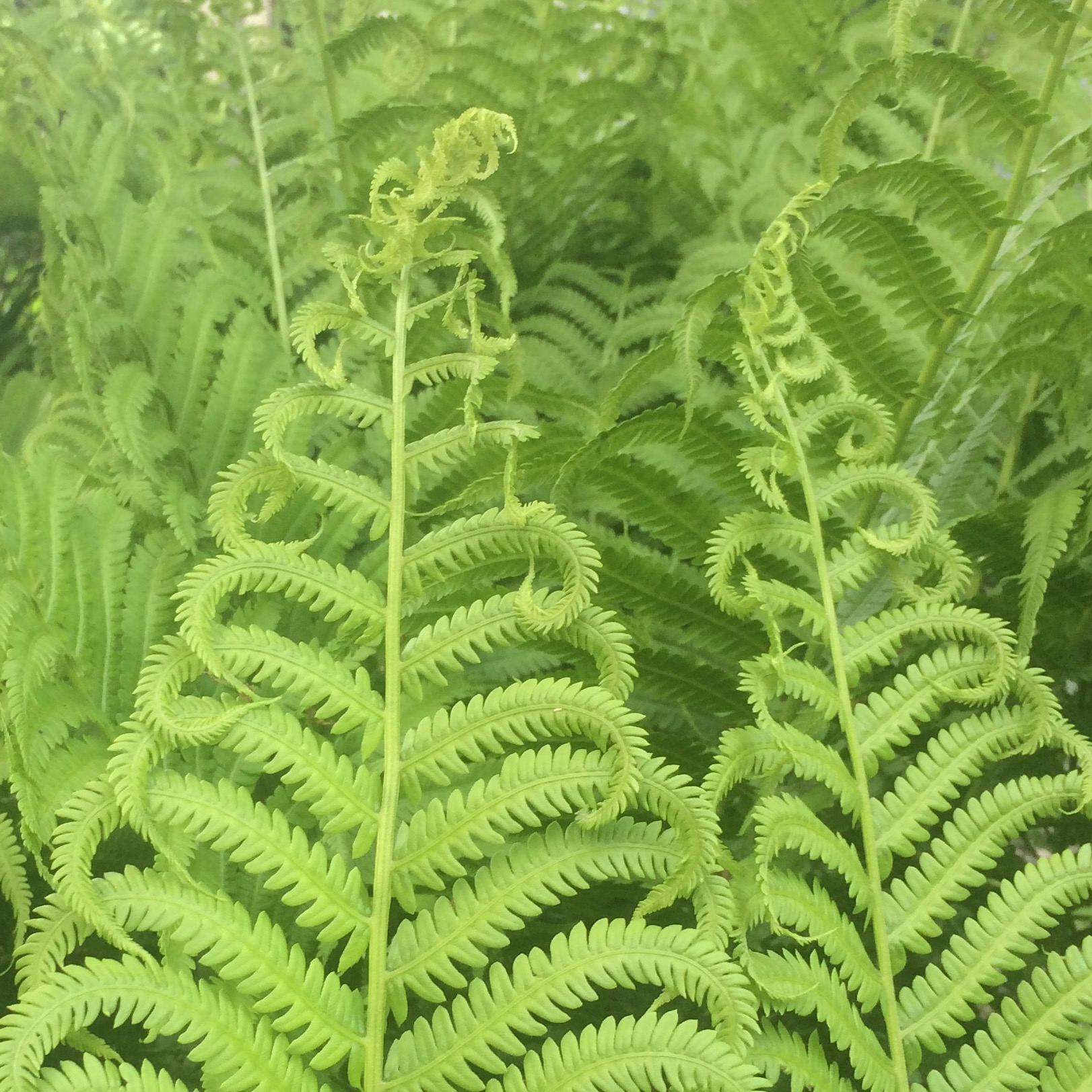 River Walk Kids & Nature Story Time Series at Great Barrington's Farmer Market 
