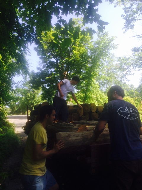 Moving Locust Tree Harvest for Pfeiffer Arboretum Trail Repair