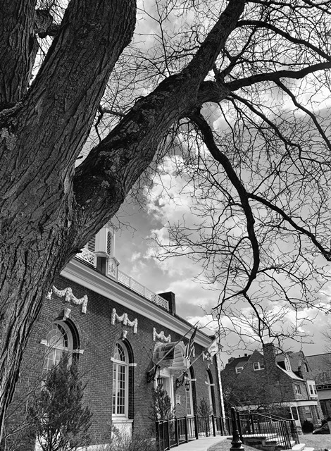 Celebrate Arbor Day and Great Barrington Trees at a tree-centric day hosted at the Mason Library 