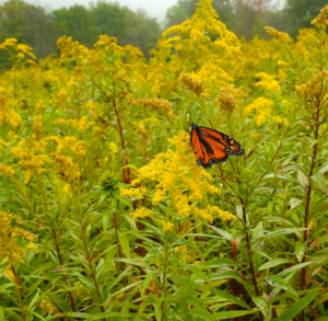 Monarch with Goldenrod