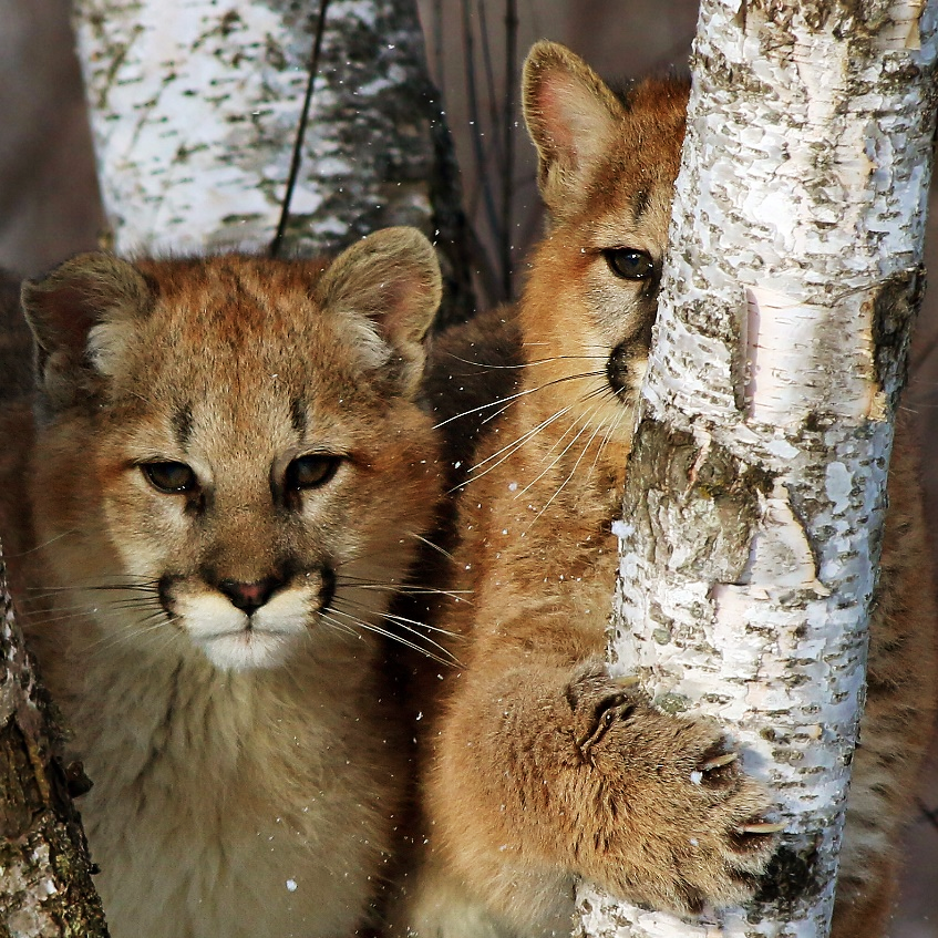 cougars