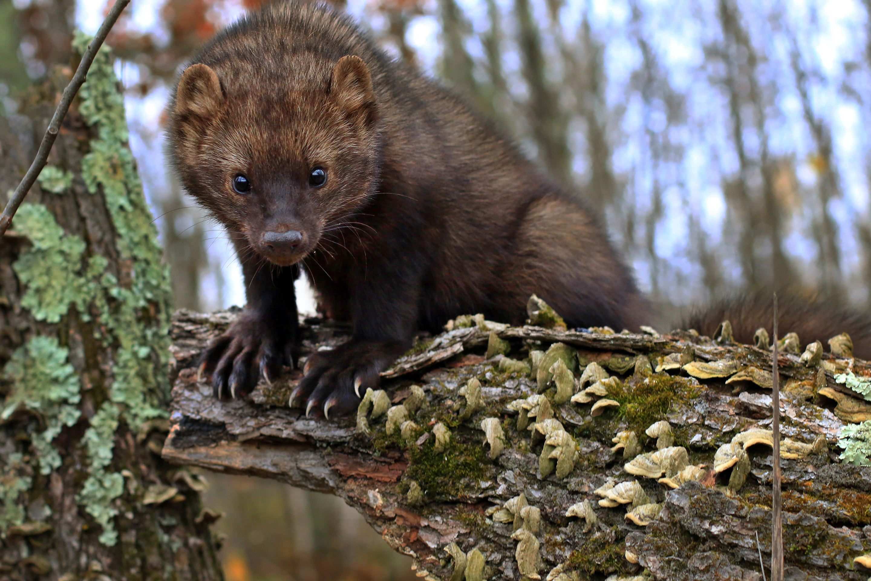 amazing photos of Fishers, weasels, river otters and more mustelids will be featured at this slide show program by Sue Morse.