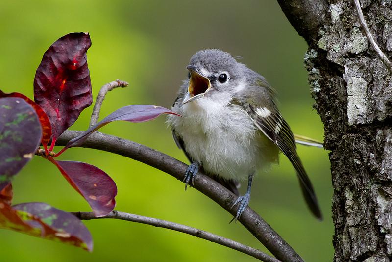 Julie Kunz is coming to Lake Mansfeild to teach kids about tuning in to birdsong on  Sat. July 29th 