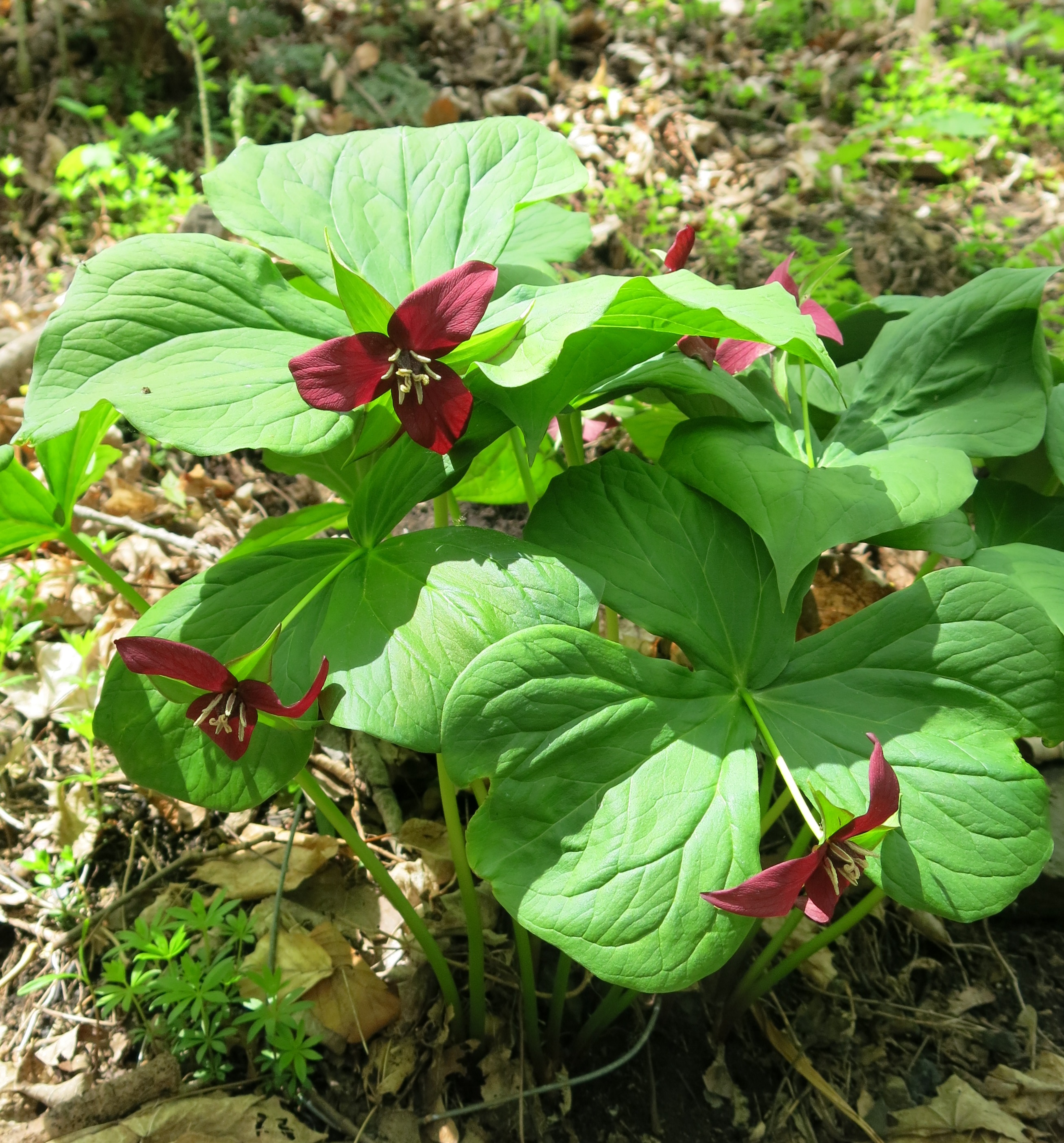 Wake-Robin Trillium at River Walk