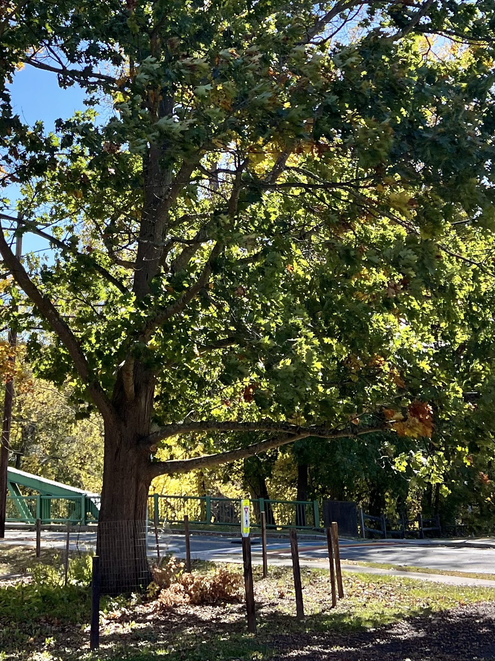 Great Barrington Land Conservancy works to protect River Walk's historic northern red oak on Bridge Street