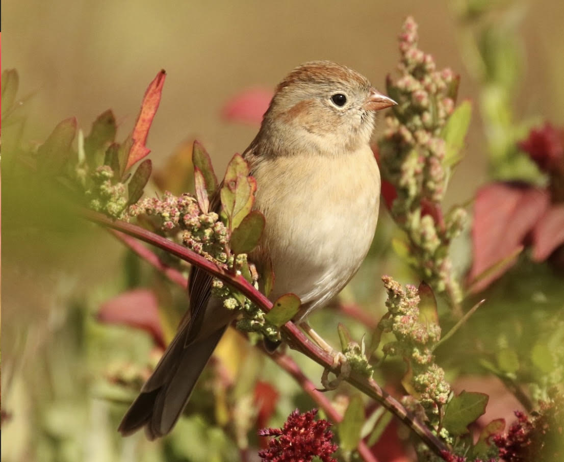 Join GBLC and the Hoffman Bird Club for birding at the River Run Farm