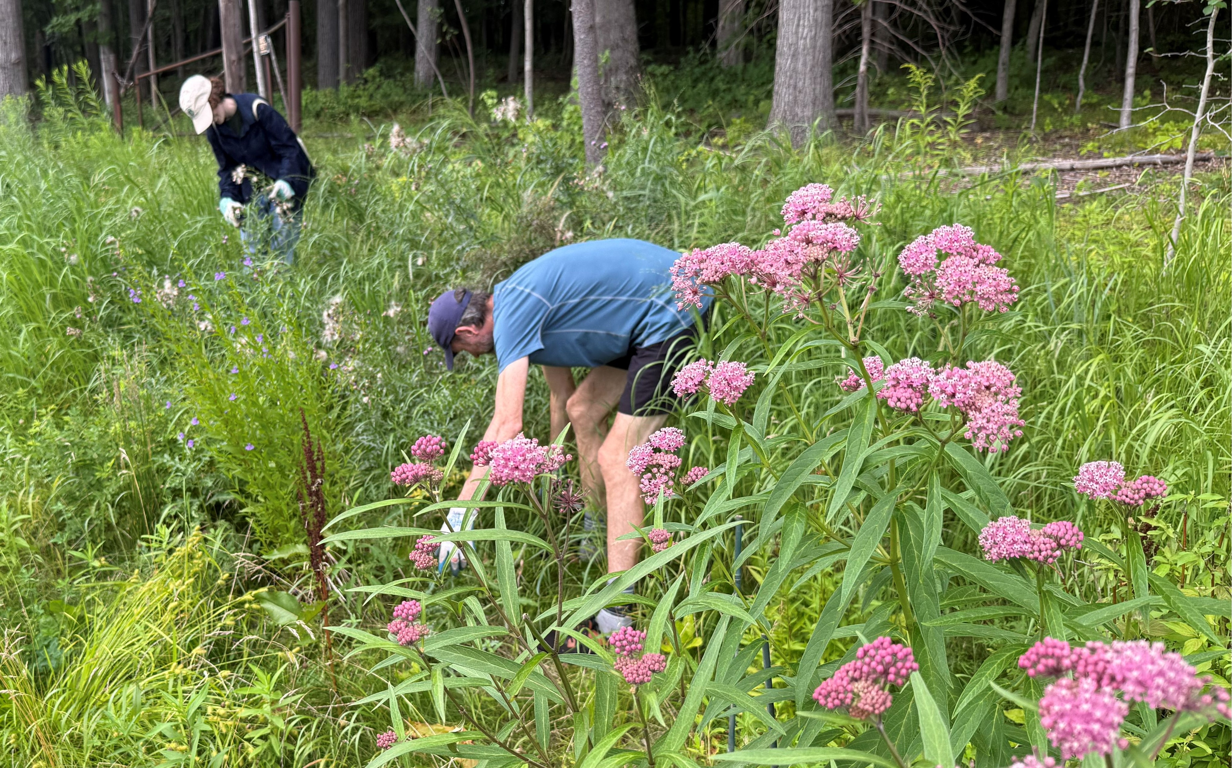  Habitat Stewards Strike Again at Lake Mansfield!