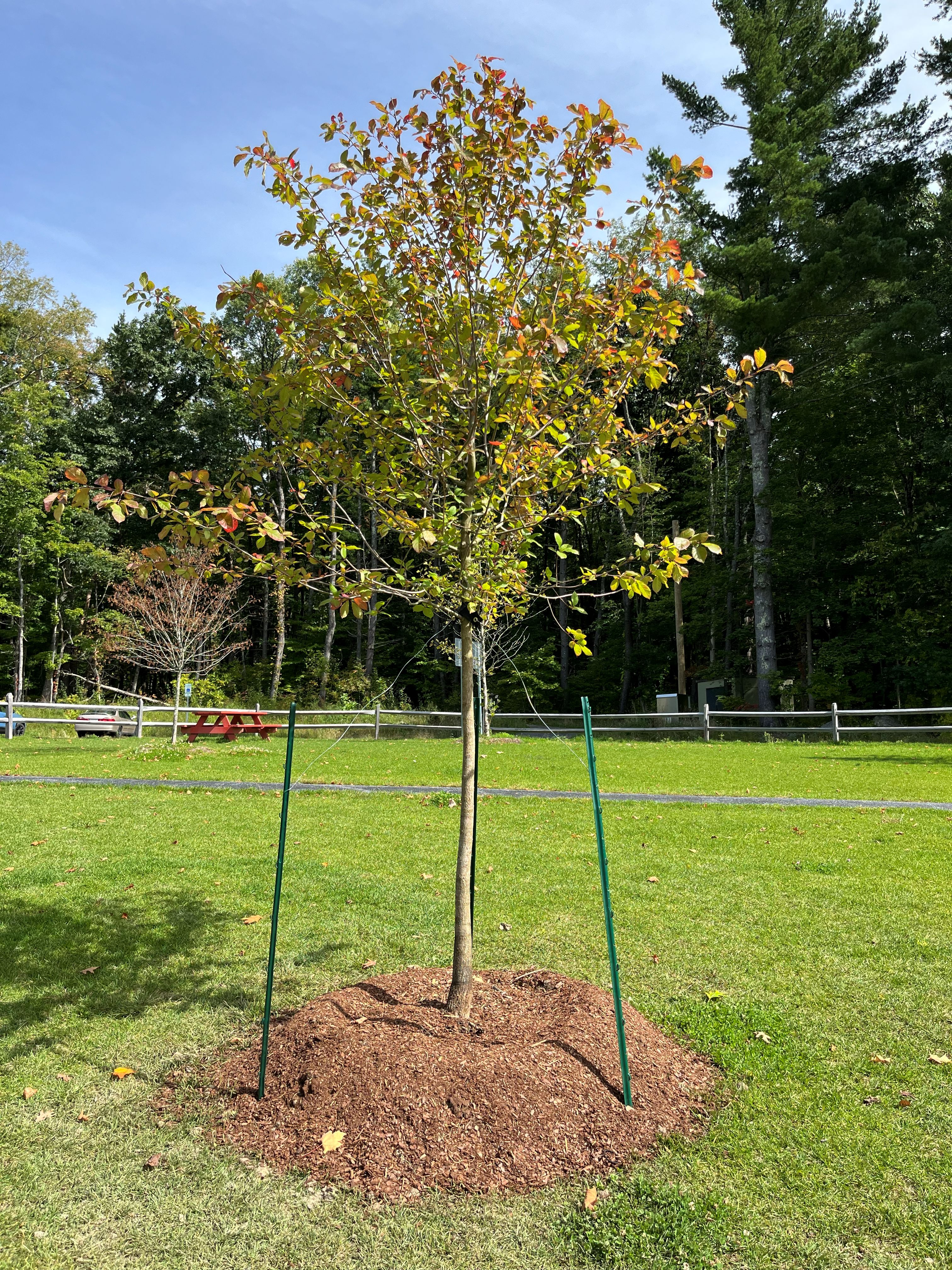 Tree Planted at Lake Mansfield in Memory of Donald Goranson. 
