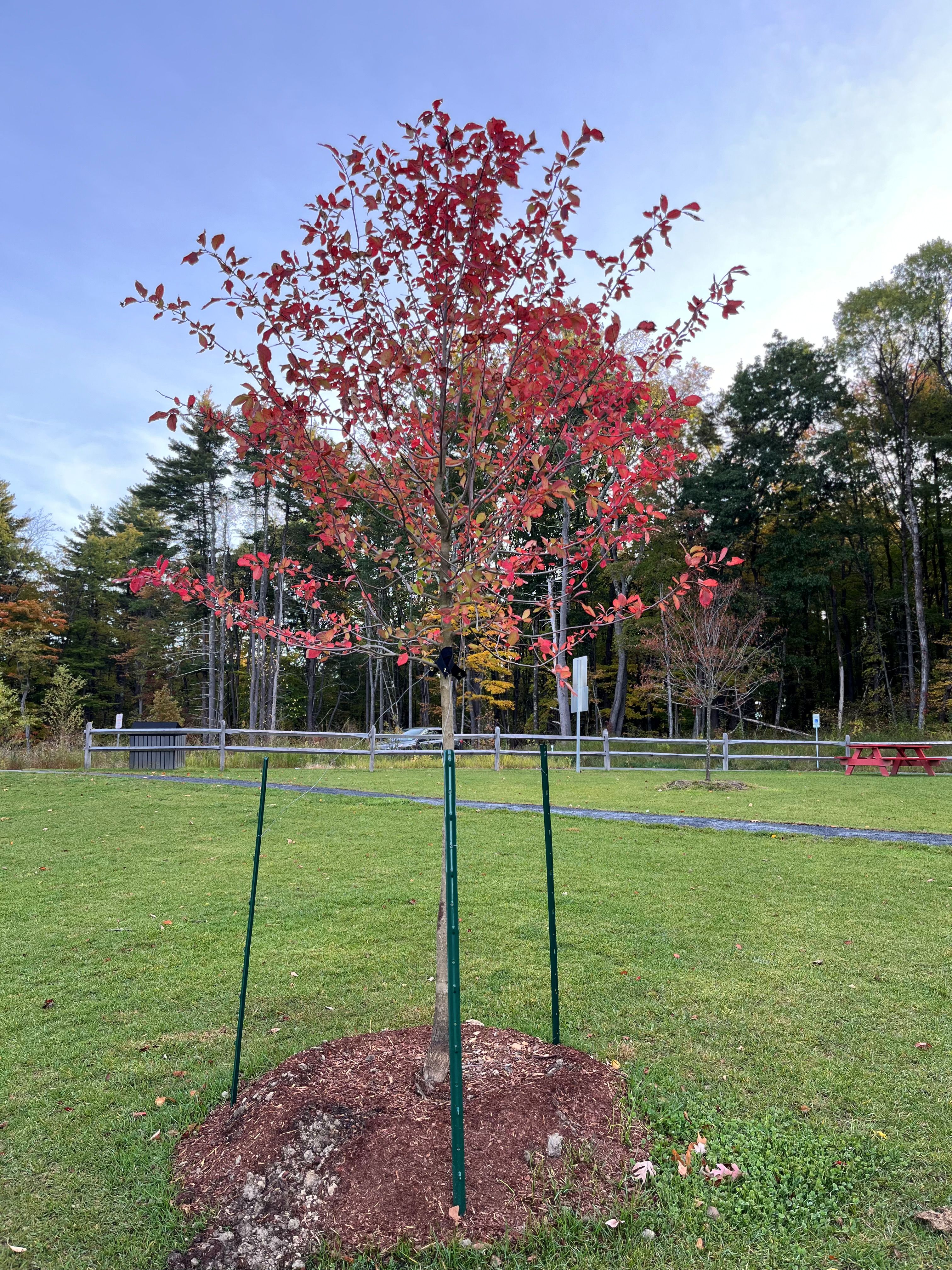 The tupelo planted in Memory of Don Goranson at Lake Mansfield is a blaze of scarlet in early October. 