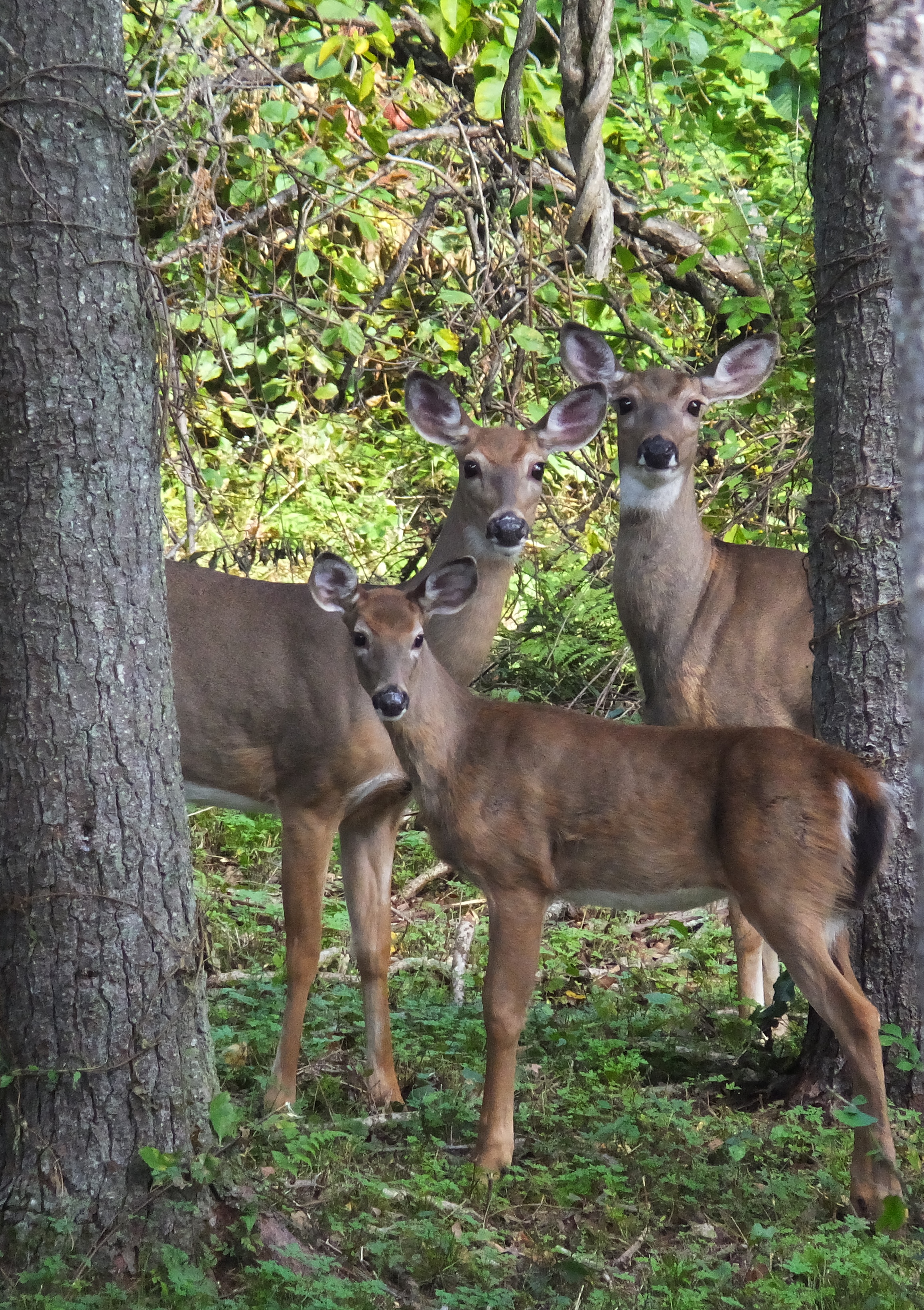 Homepage Great Barrington Land Conservancy