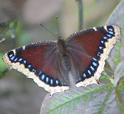 Mourning Cloak