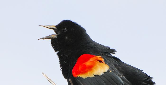 Red-winged Blackbird sings as improvement work at Lake Mansfield resumes.