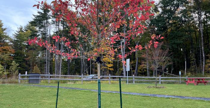 The tupelo planted in Memory of Don Goranson at Lake Mansfield is a blaze of scarlet in early October. 