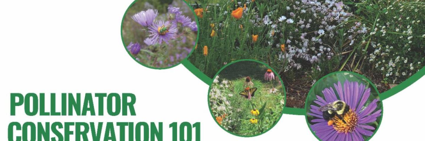 Pollinator 101 webinar