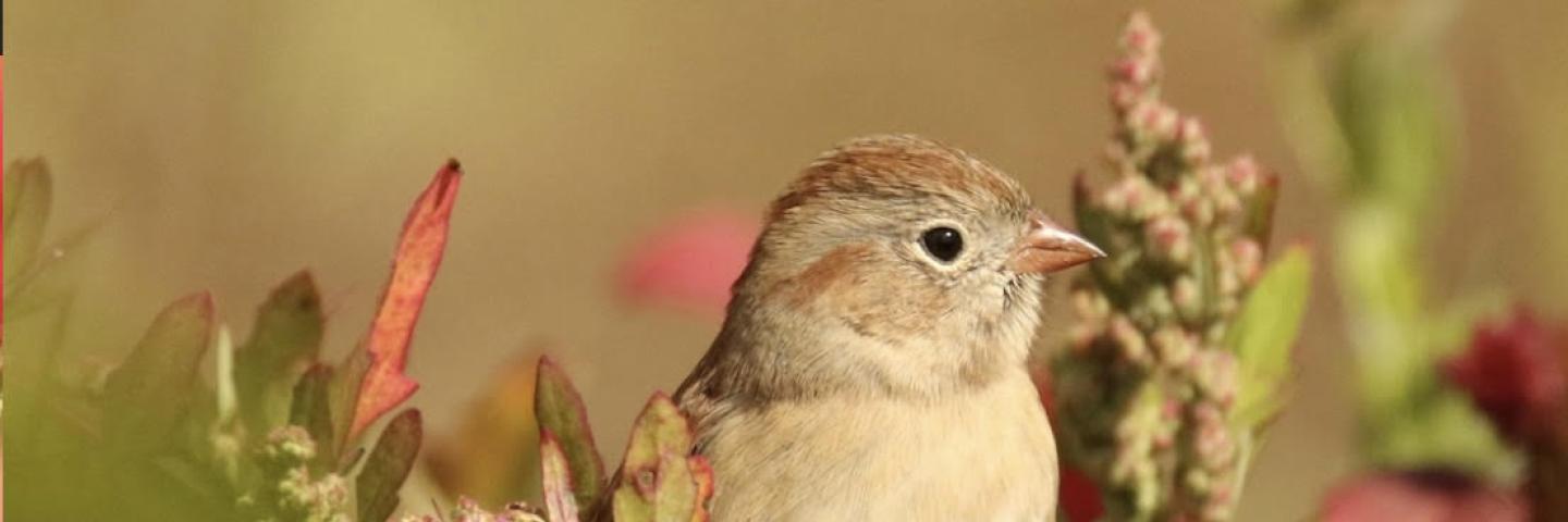 sparrow river run farm birding