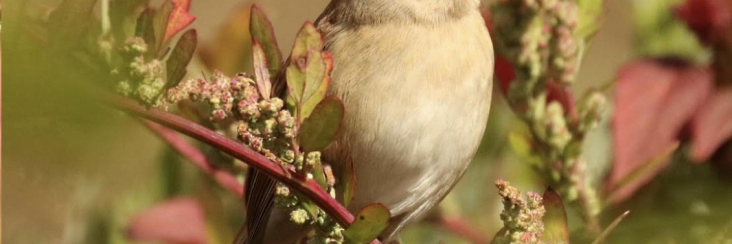 sparrow river run farm birding