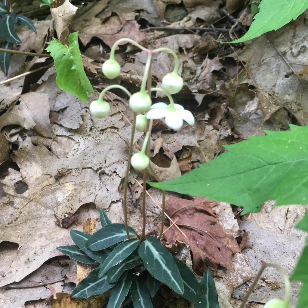 spotted wintergreen, also known as Pipsissewa.