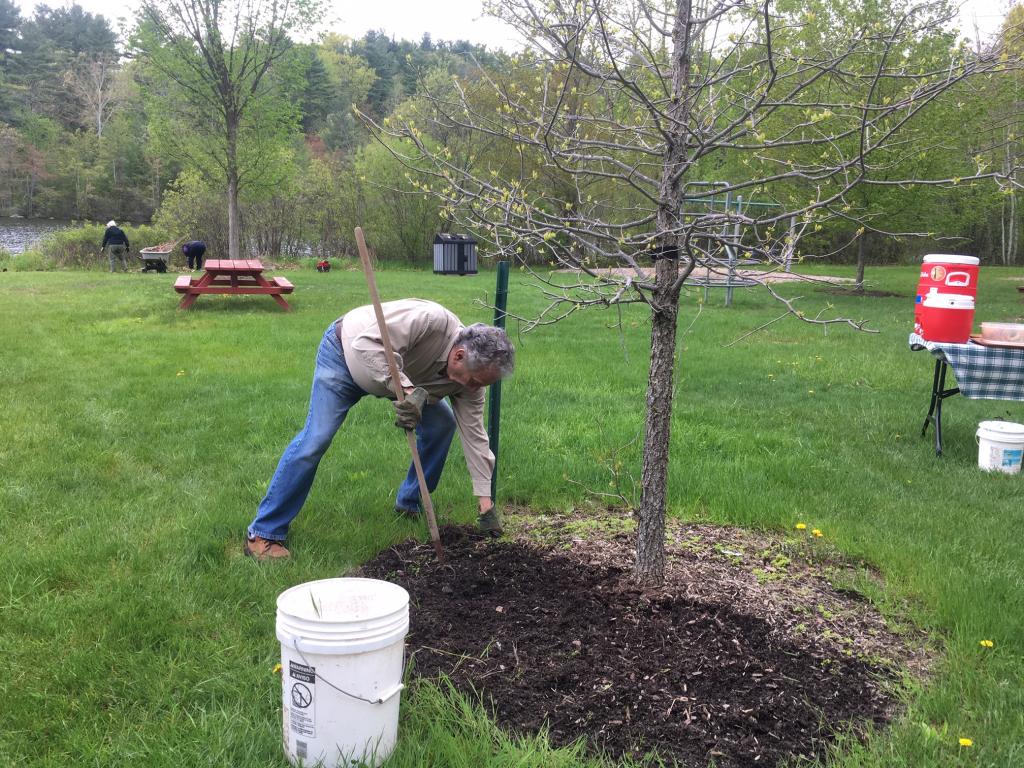 Trees planted in previous years were weeded and will be mulched soon.