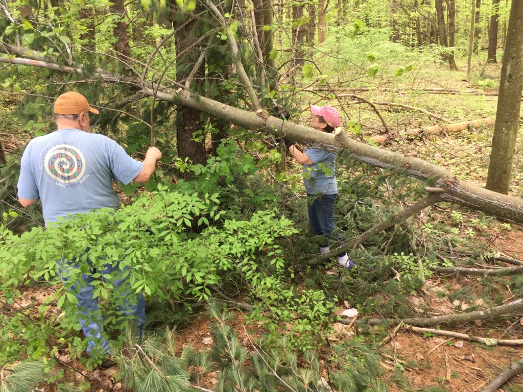 A fallen pine tree was removed,