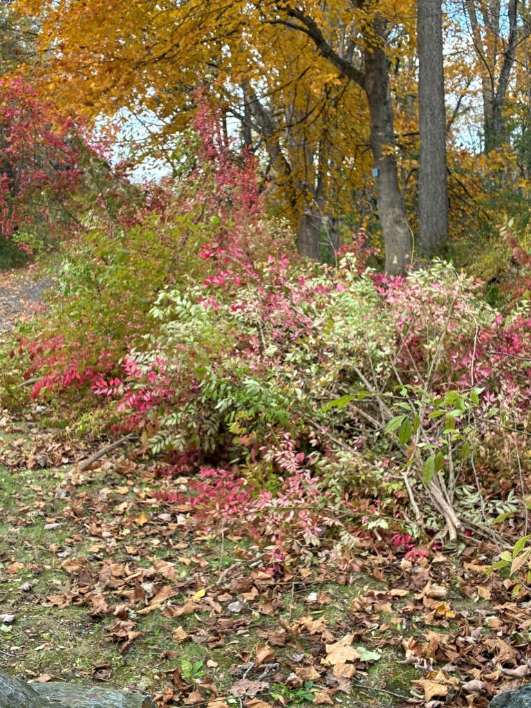 Their mission was to help improve this riparian habitat area by removing  invasive species.