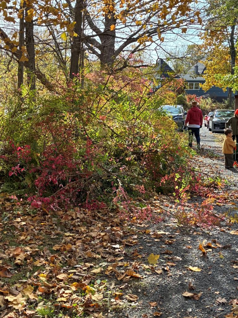 They removal of these prolific plants will provide for the space and light needed by native plants that support a myriad of  native bird and insect species~ Thank YOU Hevreh Volunteers!