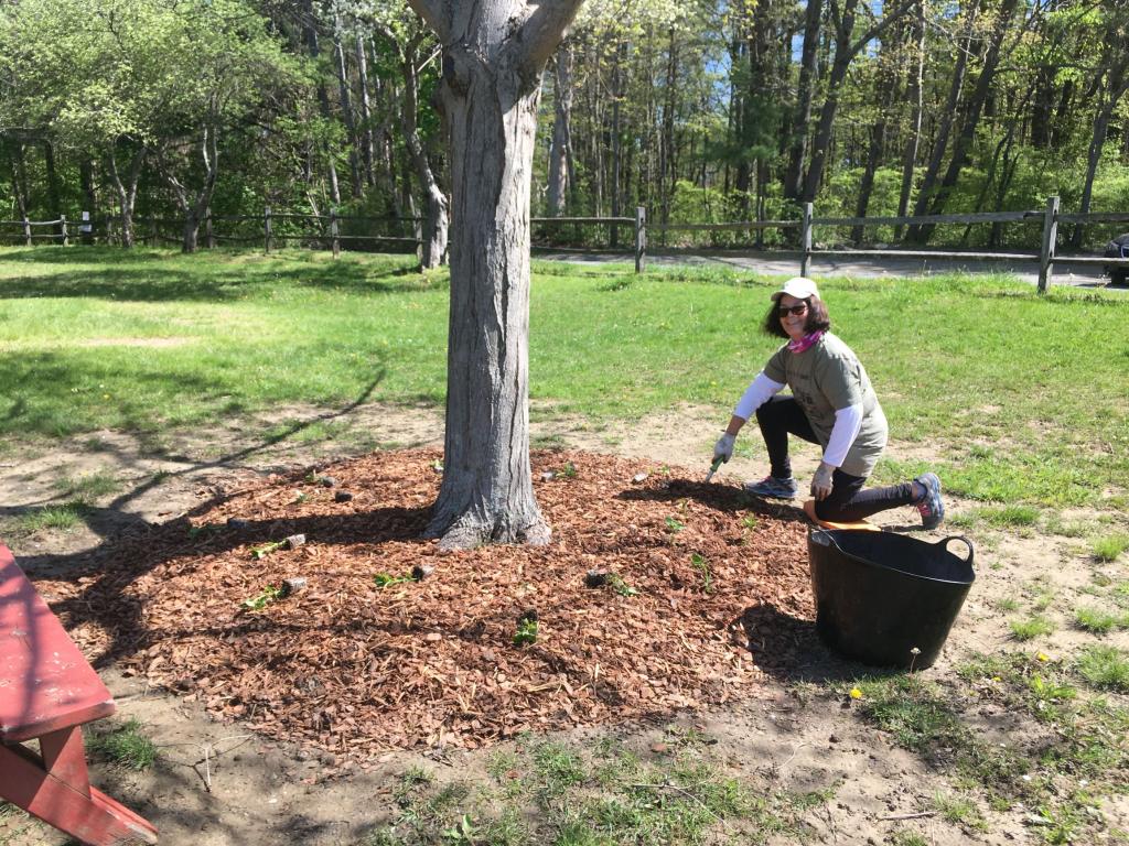 GBLC Board member, Jane Angelini  helped plant snapdragons in the beds of our mulched trees.