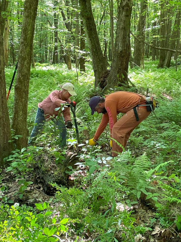 Teaming up to loosen stubburn roots makes the work easier.