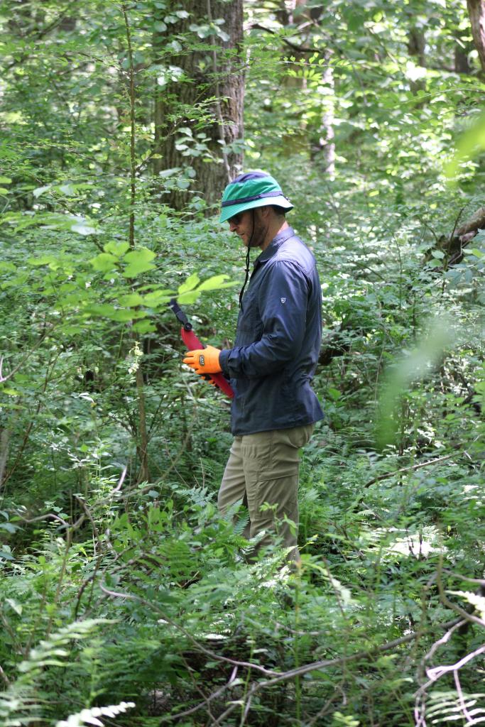 Armed with saws and determination, they are working to open up an invasive-choked area along a western section of the loop trail.