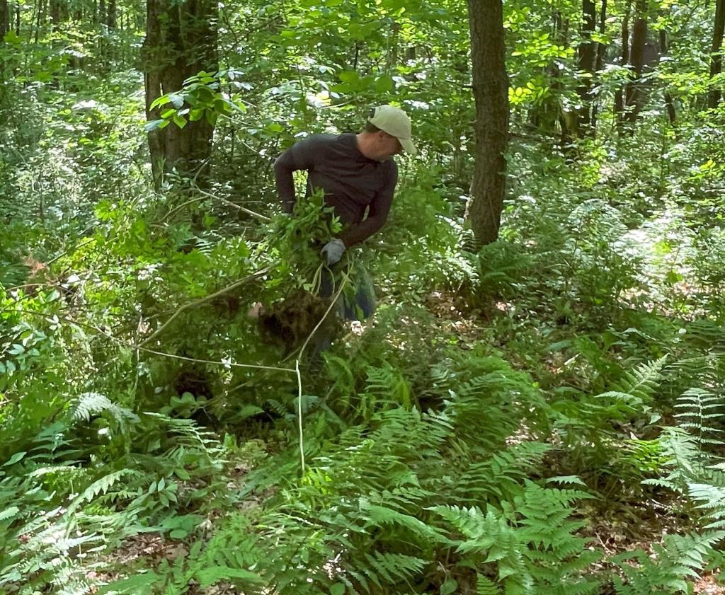 Native ferns and flowering plants will benefit from the resulting increase in sunlight that becomes available.