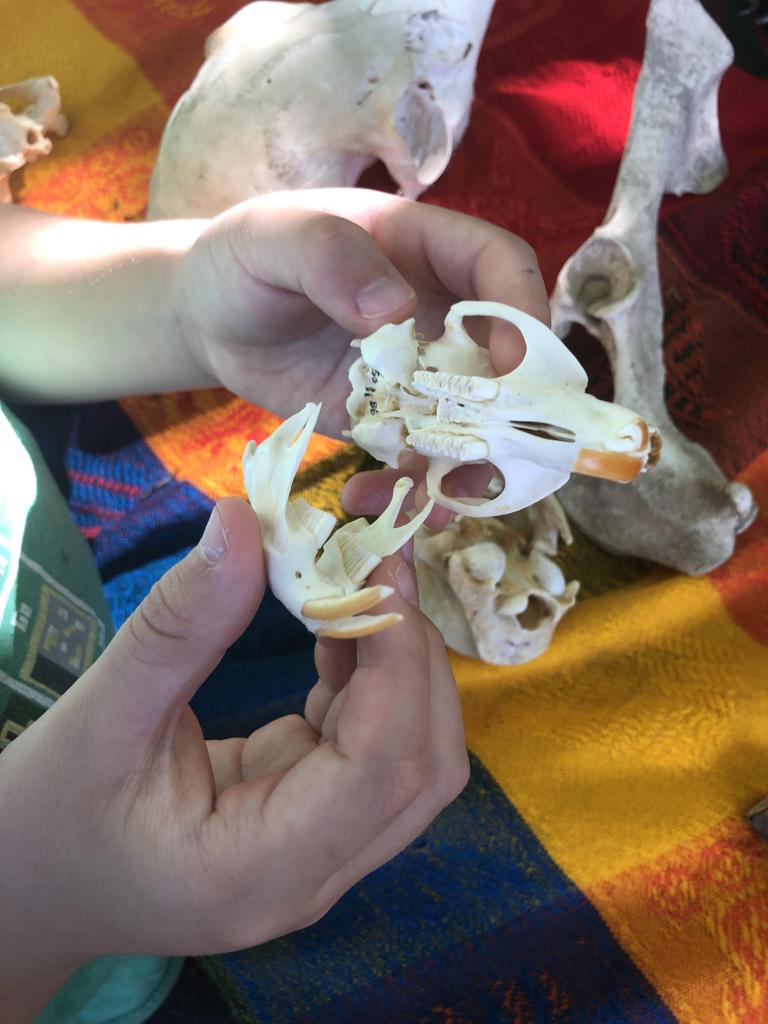 Careful attention to detail is required in identifying animal skulls.