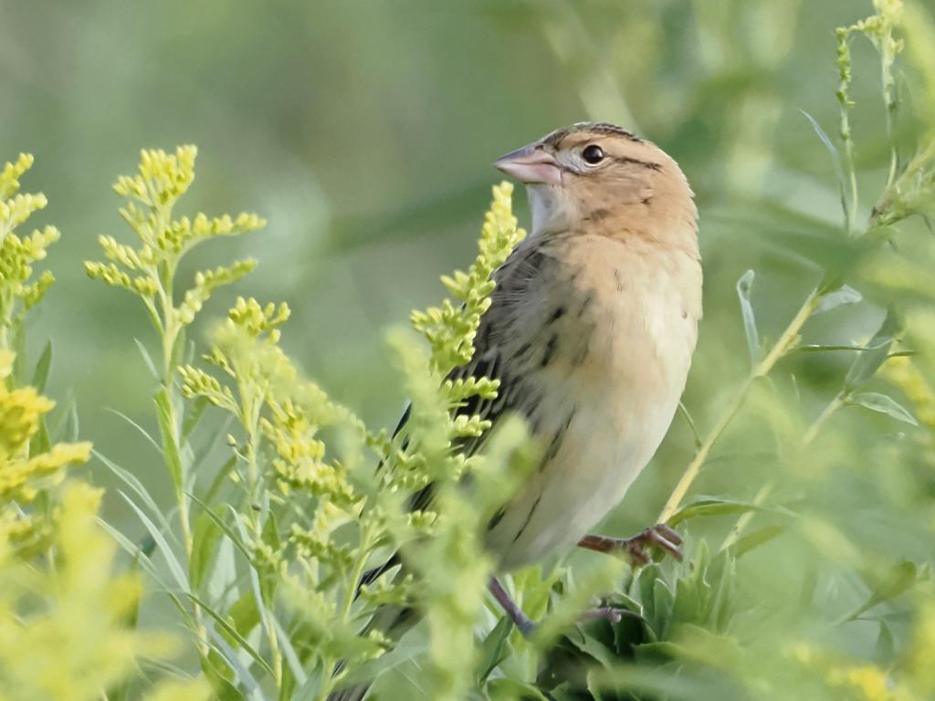 Female bobolink by John Felton