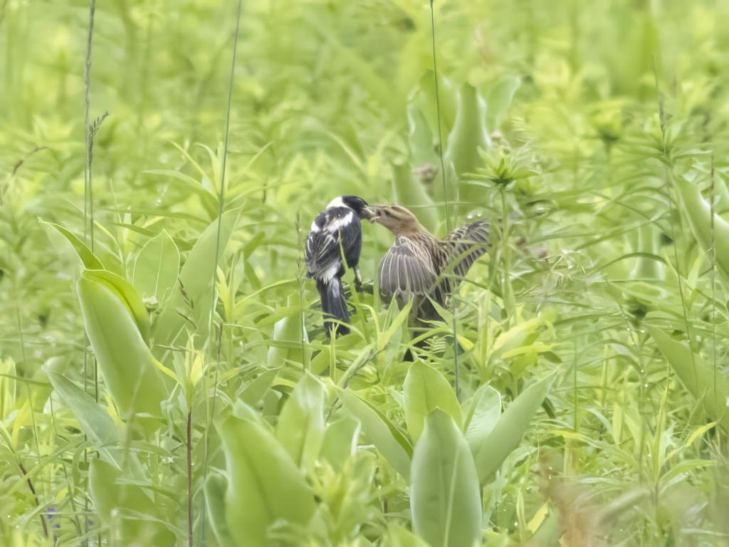 Two bobolinks together by John Felton