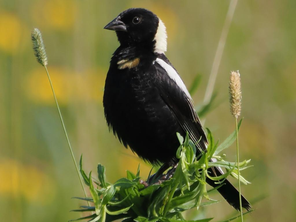 Male bobolink by John Felton