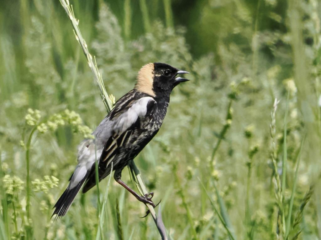 Male bobolink by John Felton