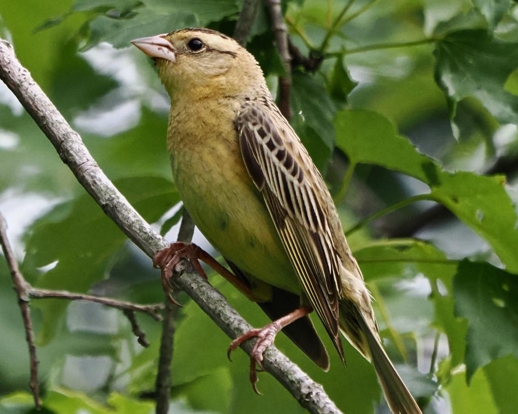 Female bobolink by John Felton