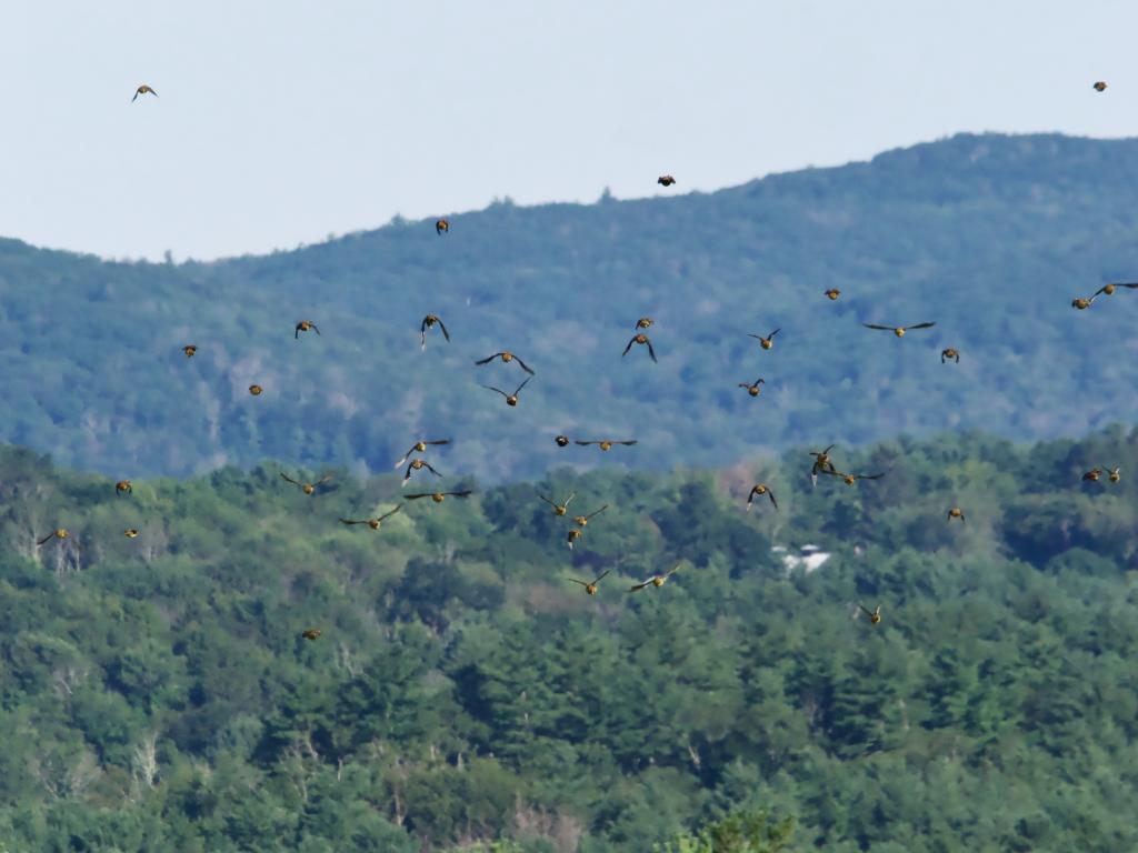 Bobolinks in flight at McAllister Refuge by John Felton