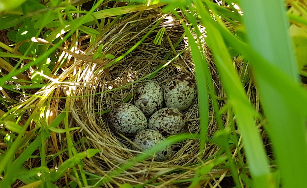 Bobolink nest by Gerald Morris