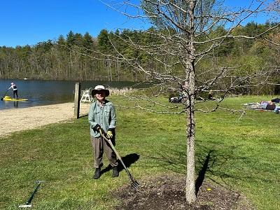 Newly mulched trees are protected from compacted soils and weeds.