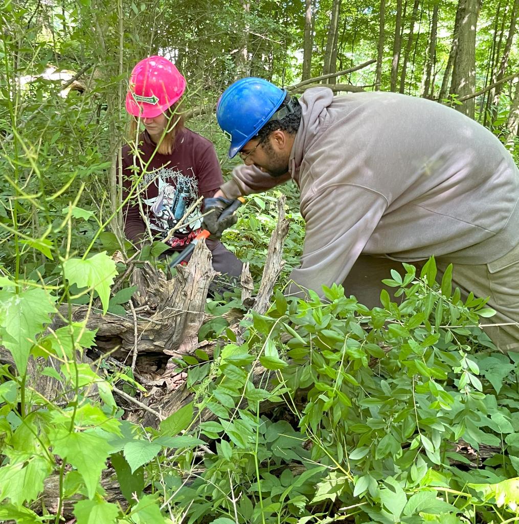 Throughout the two work days repeated forays were directed at removing invasive plants.