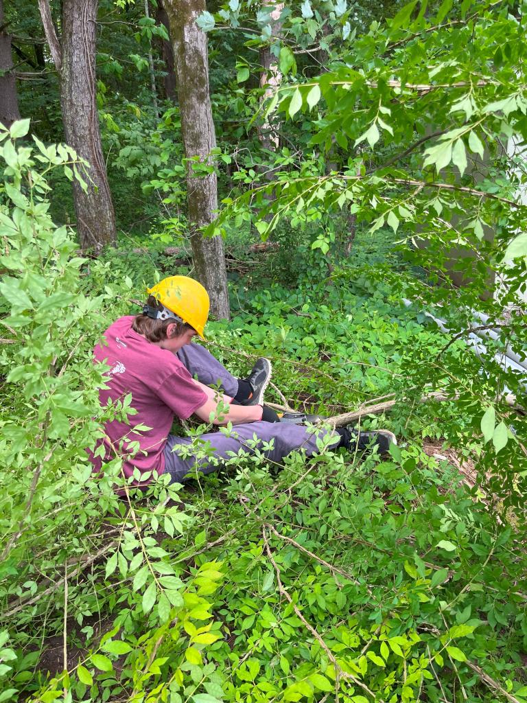 Burning Bush, aslo known as winged euonymus, was targeted for removal