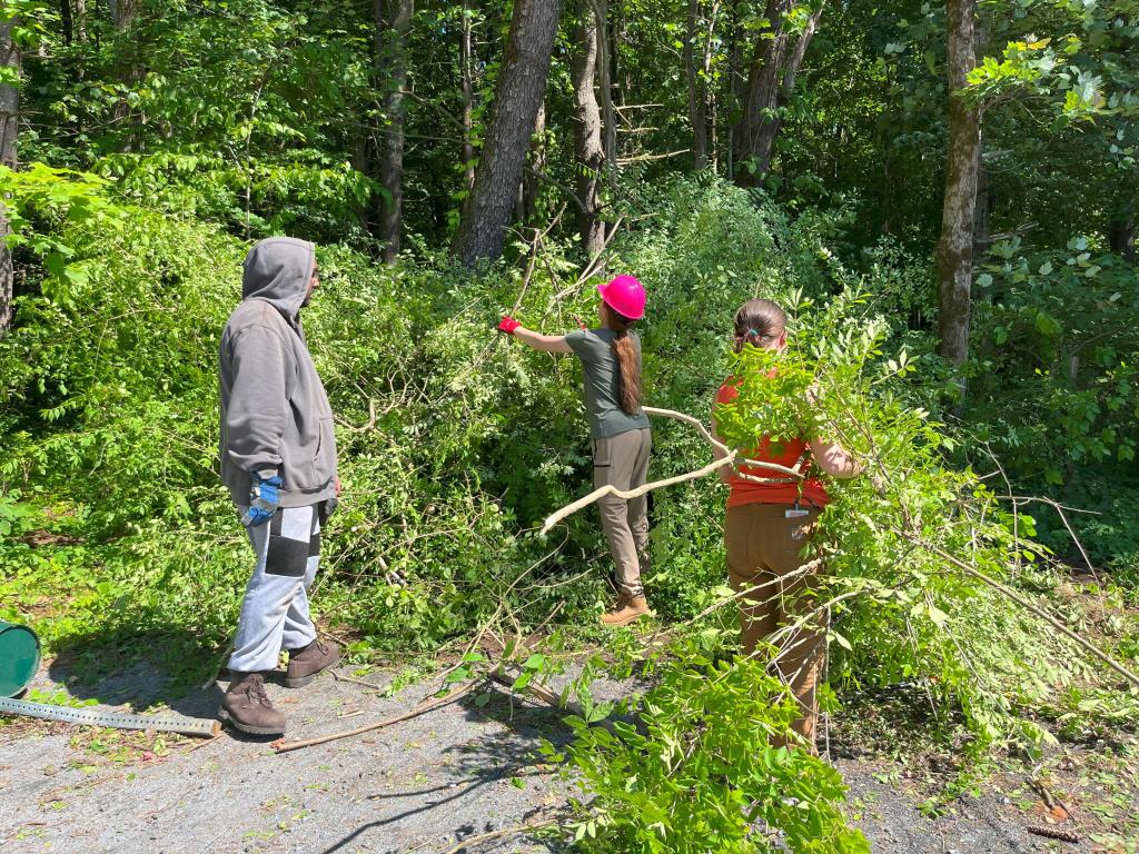 A mountain of invasive materials was stockpiled for later disposal .