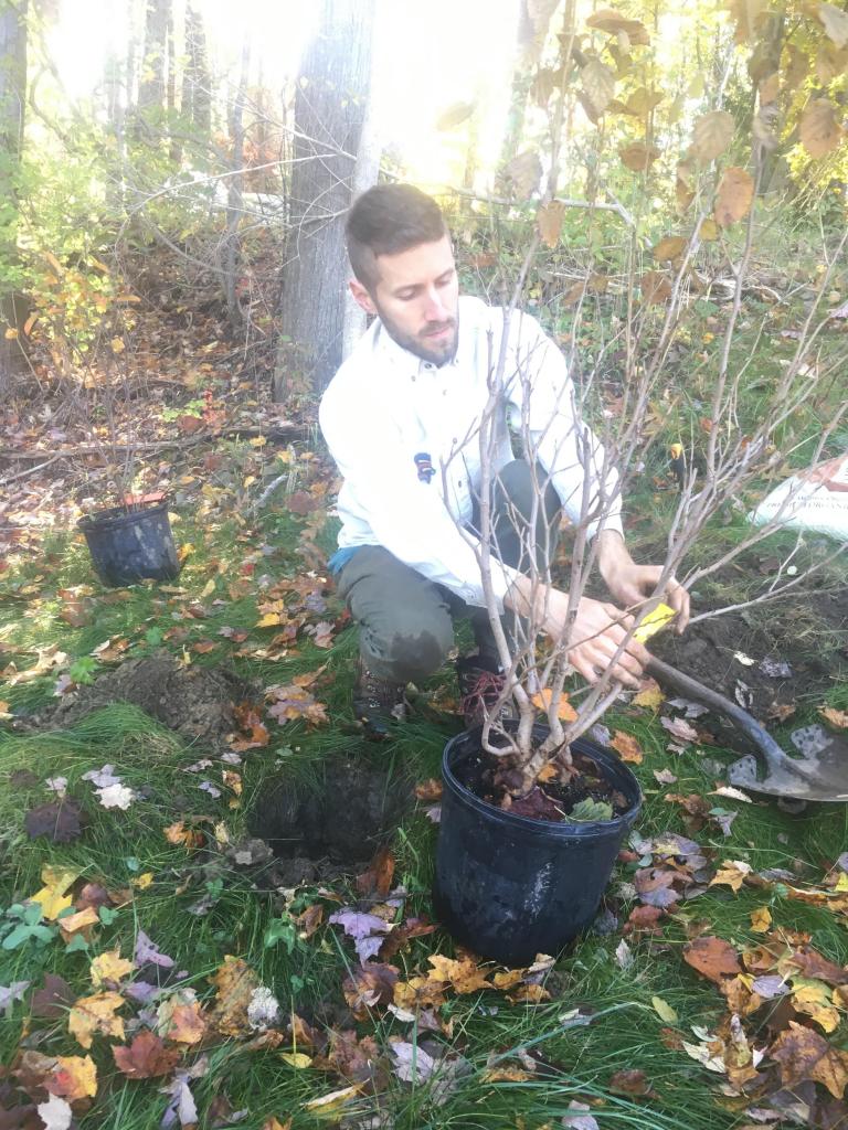 Michael, Sassafras Land Care associate, prepares the next shrub for planting.