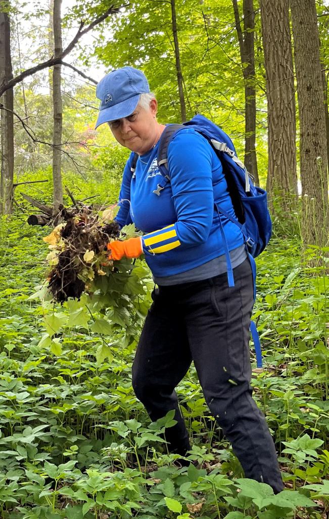 Several volunteers got right to work pulling invasive garlic mustard.