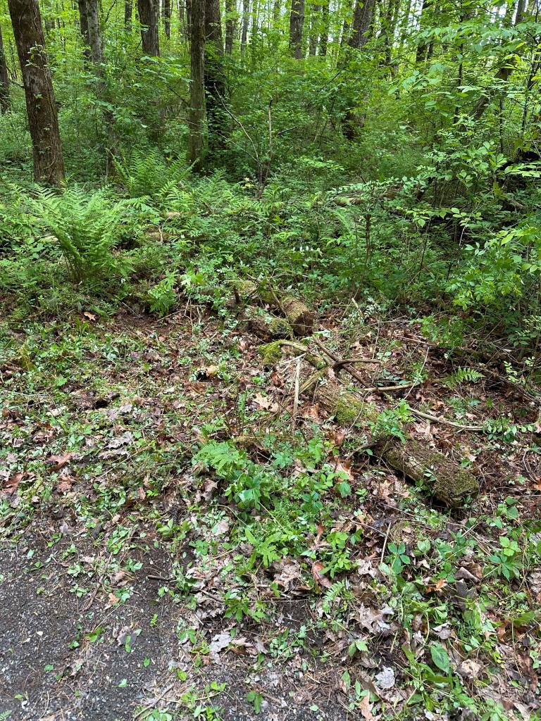 The newly opened area can now become a place for native plants to thrive.