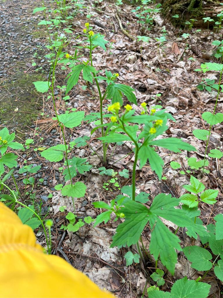 Wow! a new native, Red Baneberry, was noted during this work session.