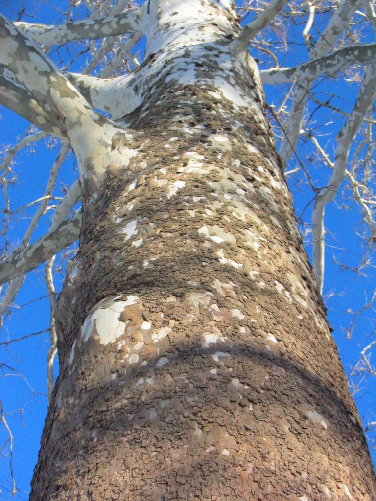 We teamed up in small groups to take on the challenge, the exercise taught us to appreciate the great diversity of bark for individual species as they grow and mature.