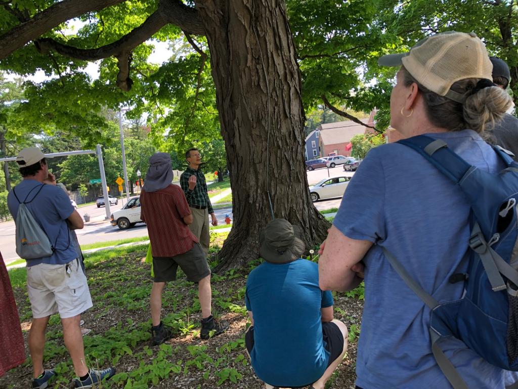 We headed outside to apply what we were beginning to learn, stopping first at the enormous sugar maple being mindfully cared for at Saint James Place.
