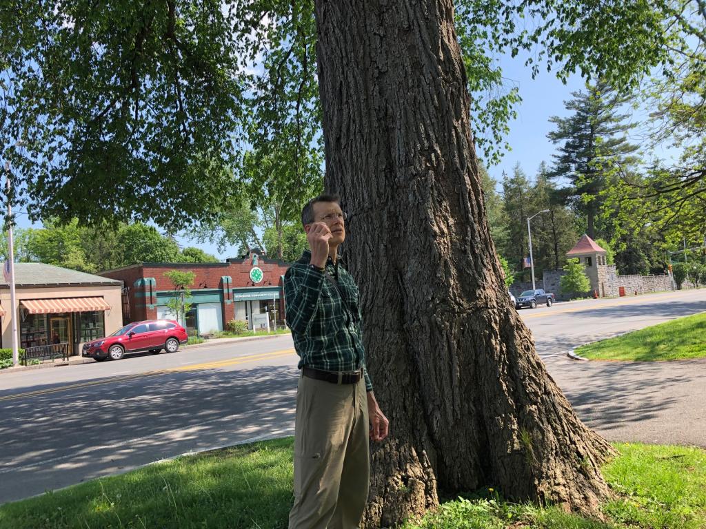 Our next surprise "guest" was a large elm tree in front of Town hall.