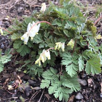Dutchman's breeches is just one of the spring ephemerals to be enjoyed at River Walk